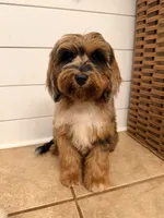 Trigger, a male Cavapoo for sale in Pine Mountain, GA – 2 of 8