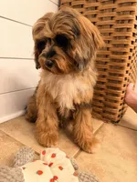 Trigger, a male Cavapoo for sale in Pine Mountain, GA – 4 of 8