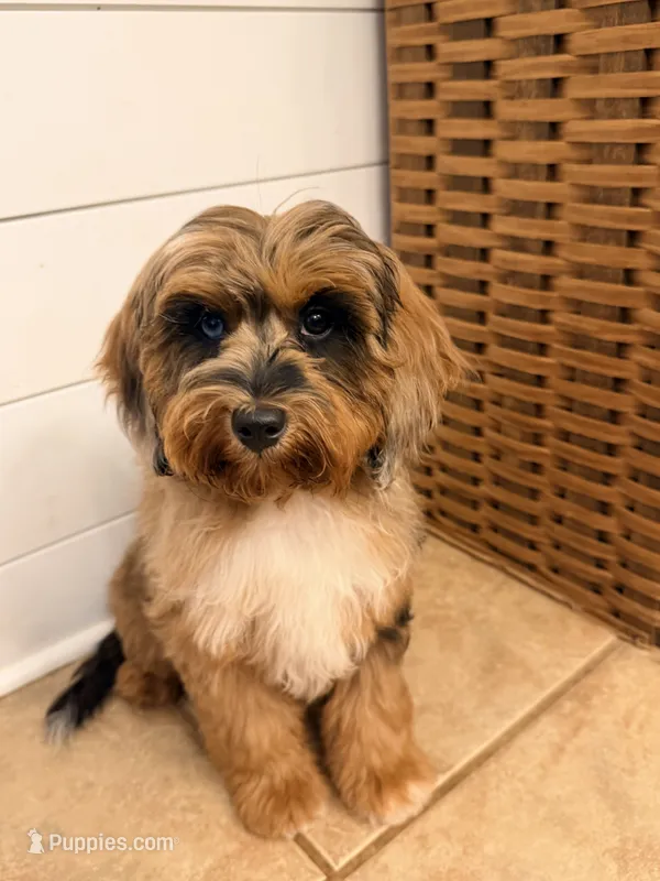 Trigger – Cavapoo puppy for sale in Pine Mountain, GA