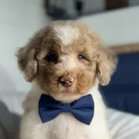 Blue collar boy, a male Goldendoodle for sale in Pine Mountain, GA – 5 of 5