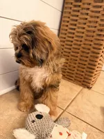 Trigger, a male Cavapoo for sale in Pine Mountain, GA – 3 of 8