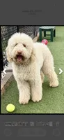 Pink collar girl, a female Goldendoodle for sale in Pine Mountain, GA – 8 of 9