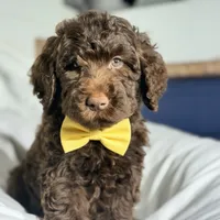 Yellow collar boy, a male Goldendoodle for sale in Pine Mountain, GA – 4 of 5