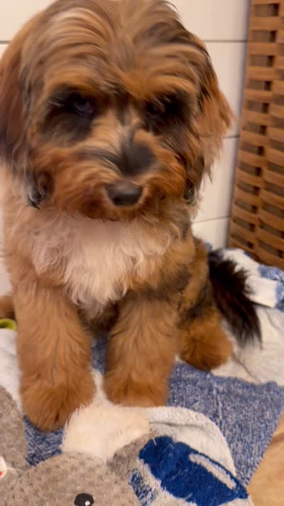 Trigger, a male Cavapoo for sale in Pine Mountain, GA – 8 of 8