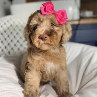 Pink collar girl, a female Goldendoodle for sale in Pine Mountain, GA – 2 of 6