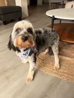 Trigger, a male Cavapoo for sale in Pine Mountain, GA – 6 of 8