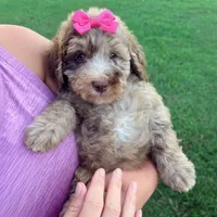 Pink collar girl, a female Goldendoodle for sale in Pine Mountain, GA – 3 of 6