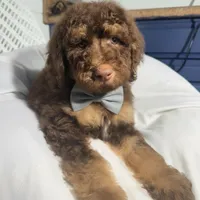 Grey collar boy , a male Goldendoodle for sale in Pine Mountain, GA – 5 of 6