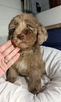 Pink collar girl, a female Goldendoodle for sale in Pine Mountain, GA – 4 of 6