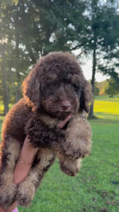 Grey collar boy , a male Goldendoodle for sale in Pine Mountain, GA – 6 of 6