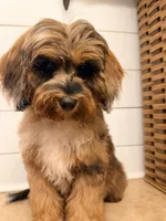 Trigger, a male Cavapoo for sale in Pine Mountain, GA – 5 of 8