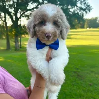 Blue collar boy, a male Goldendoodle for sale in Pine Mountain, GA – 3 of 5