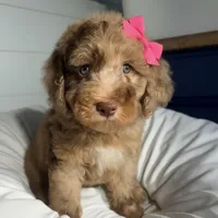 Pink collar girl, a female Goldendoodle for sale in Pine Mountain, GA – 1 of 6