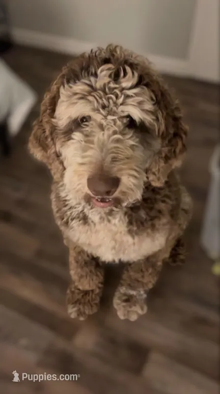 Cooper – Goldendoodle puppy for sale in Pine Mountain, GA