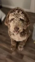 Cooper, a male Goldendoodle for sale in Pine Mountain, GA – 1 of 4