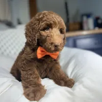 Orange collar boy, a male Goldendoodle for sale in Pine Mountain, GA – 3 of 6