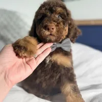 Grey collar boy , a male Goldendoodle for sale in Pine Mountain, GA – 4 of 6