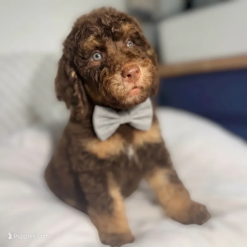 Grey collar boy  – Goldendoodle puppy for sale in Pine Mountain, GA