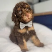Grey collar boy , a male Goldendoodle for sale in Pine Mountain, GA – 1 of 6