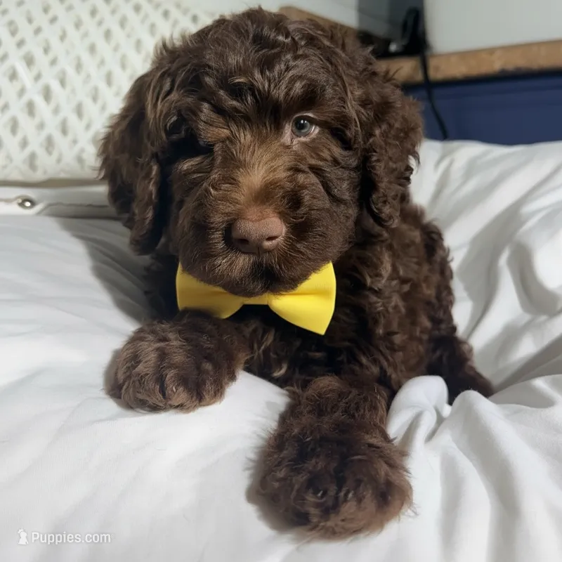 Yellow collar boy – Goldendoodle puppy for sale in Pine Mountain, GA