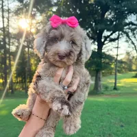 Pink collar girl, a female Goldendoodle for sale in Pine Mountain, GA – 5 of 6