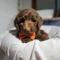 Orange collar boy, a male Goldendoodle for sale in Pine Mountain, GA – 2 of 6