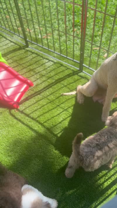 Pink collar girl, a female Goldendoodle for sale in Pine Mountain, GA – 9 of 9