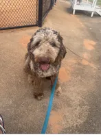 Cooper, a male Goldendoodle for sale in Pine Mountain, GA – 2 of 4