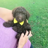 Yellow collar boy, a male Goldendoodle for sale in Pine Mountain, GA – 3 of 5