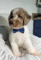 Blue collar boy, a male Goldendoodle for sale in Pine Mountain, GA – 2 of 5