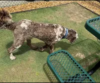 Cooper, a male Goldendoodle for sale in Pine Mountain, GA – 4 of 4