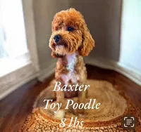 Trigger, a male Cavapoo for sale in Pine Mountain, GA – 7 of 8