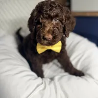 Yellow collar boy, a male Goldendoodle for sale in Pine Mountain, GA – 2 of 5