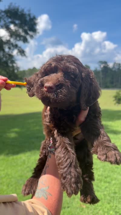 Orange collar boy, a male Goldendoodle for sale in Pine Mountain, GA – 6 of 6