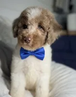Blue collar boy, a male Goldendoodle for sale in Pine Mountain, GA – 1 of 5