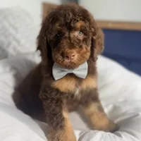 Grey collar boy , a male Goldendoodle for sale in Pine Mountain, GA – 3 of 6