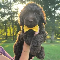 Yellow collar boy, a male Goldendoodle for sale in Pine Mountain, GA – 5 of 5