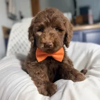 Orange collar boy, a male Goldendoodle for sale in Pine Mountain, GA – 4 of 6