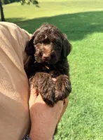 Orange collar boy, a male Goldendoodle for sale in Pine Mountain, GA – 5 of 6