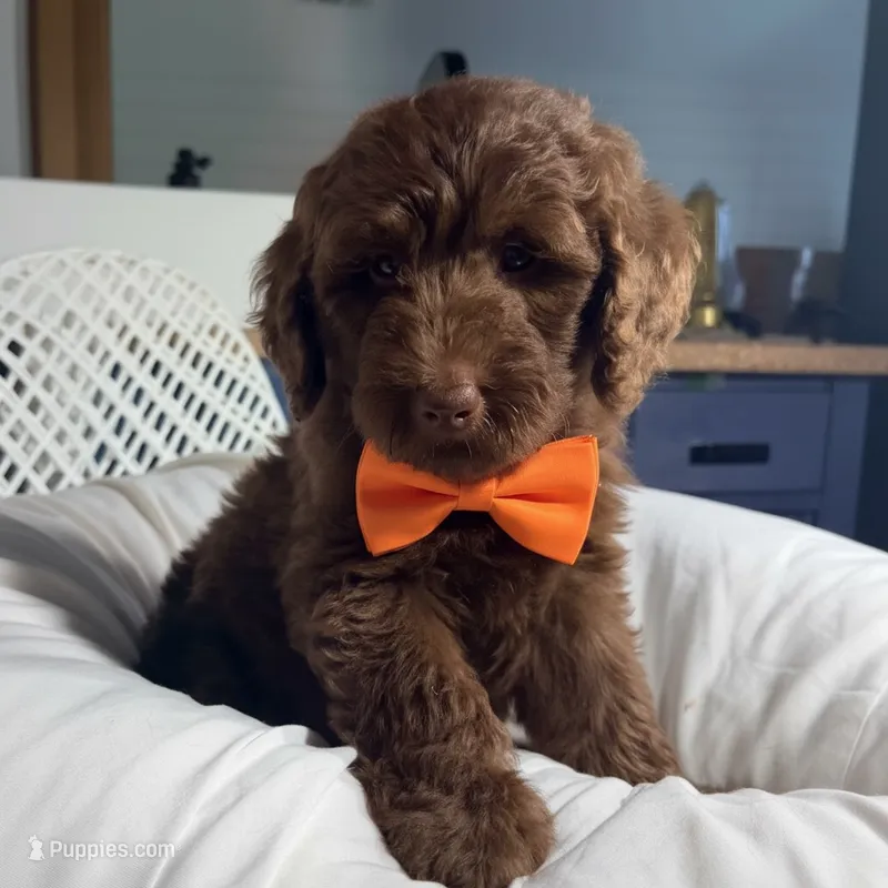 Orange collar boy – Goldendoodle puppy for sale in Pine Mountain, GA