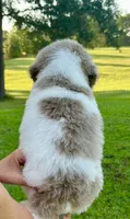 Blue collar boy, a male Goldendoodle for sale in Pine Mountain, GA – 4 of 5