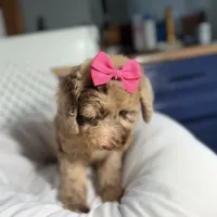 Pink collar girl, a female Goldendoodle for sale in Pine Mountain, GA – 6 of 6