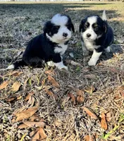 Panda, a female Chipoo for sale in Fort Myers, FL – Photo 3 of 3