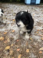 Dash, a male Chipoo for sale in Fort Myers, FL – Photo 2 of 3