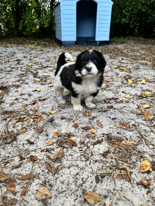 Dash – Chipoo puppy for sale in Fort Myers, FL
