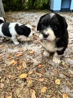 Dash, a male Chipoo for sale in Fort Myers, FL – Photo 3 of 3