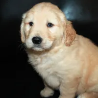 AKC Male 5, a male Golden Retriever for sale in Westmoreland, TN – Photo 3 of 4