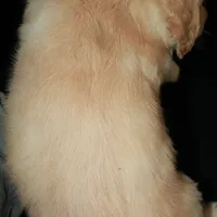 AKC Male 5, a male Golden Retriever for sale in Westmoreland, TN – Photo 4 of 4