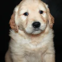 AKC Male 5, a male Golden Retriever for sale in Westmoreland, TN – Photo 2 of 4