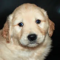 AKC Male 5, a male Golden Retriever for sale in Westmoreland, TN – Photo 1 of 4